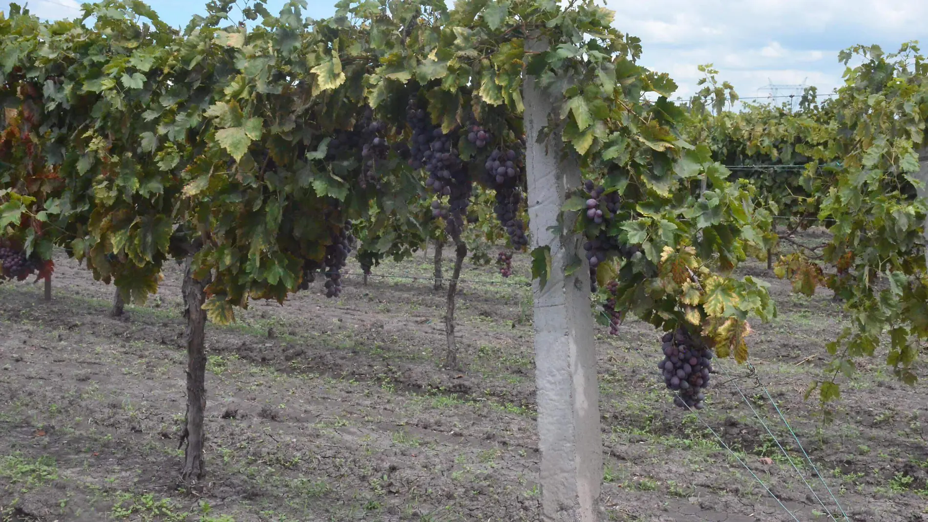 Consideró que hay una gran necesidad de generar este espacio por la gran cantidad de vinicultores de la región.  Foto Luis Luévanos